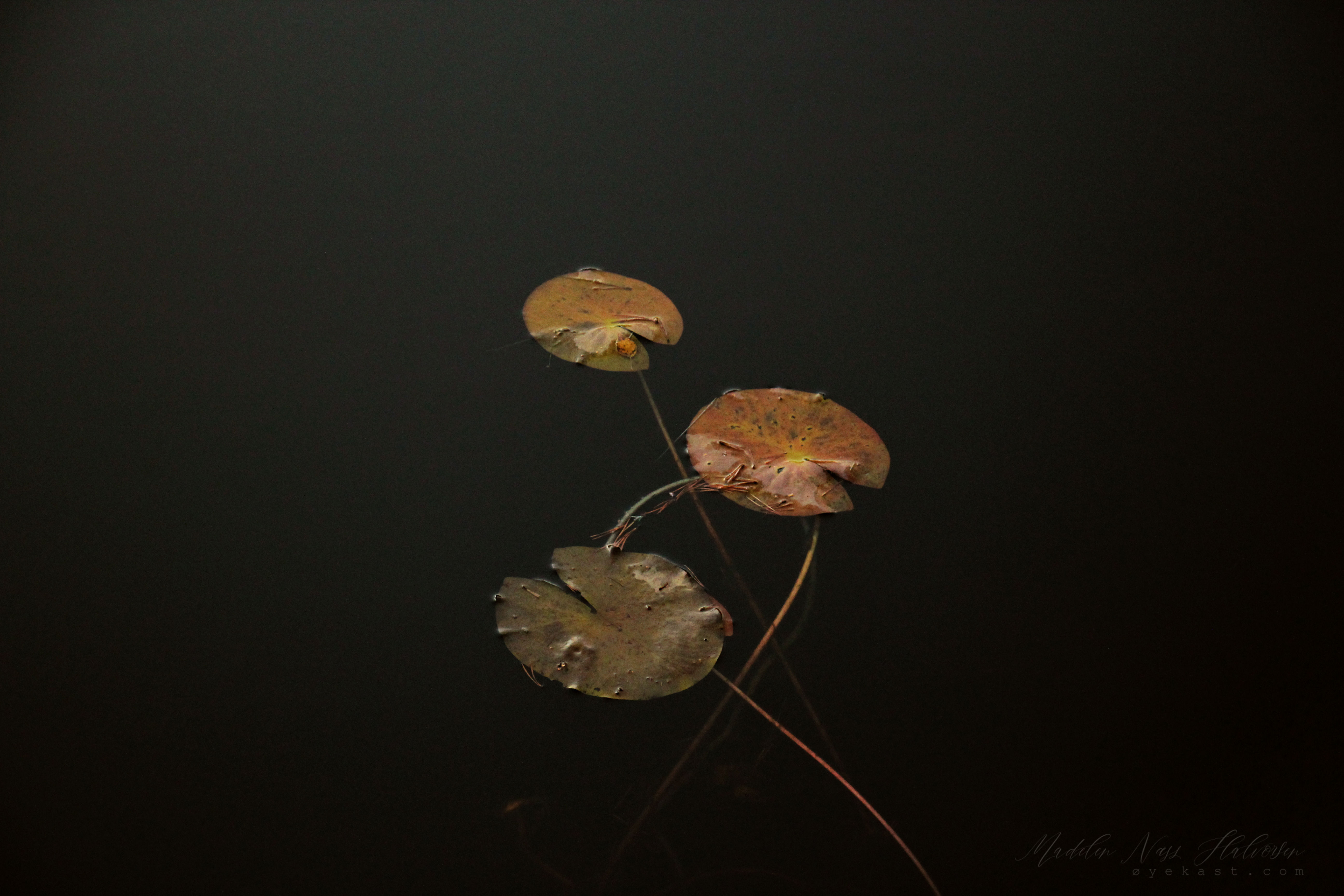 IMG_3002øv